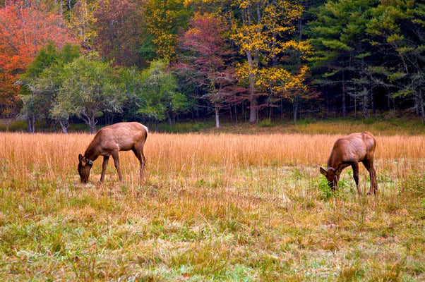 Elk Meat