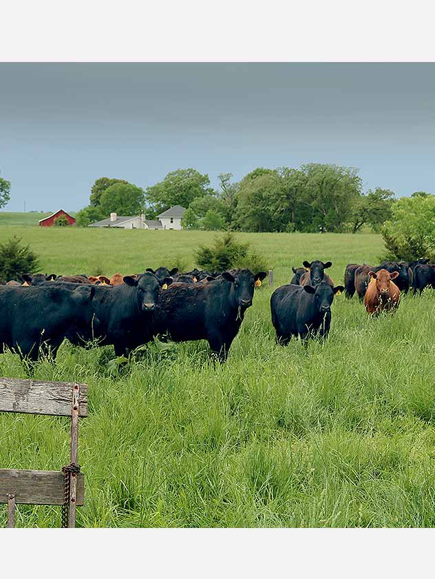 Grass-fed cows in a pasture