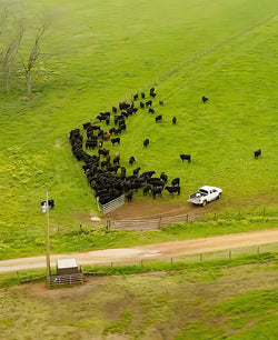 Aerial view of cows in a green field grouped together at the fence with a white pickup truck
