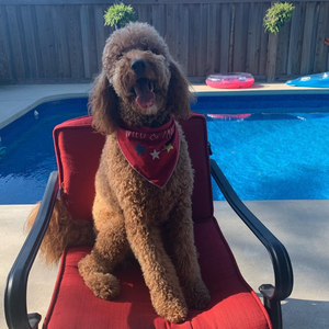 Jones' raw dog food testimonial