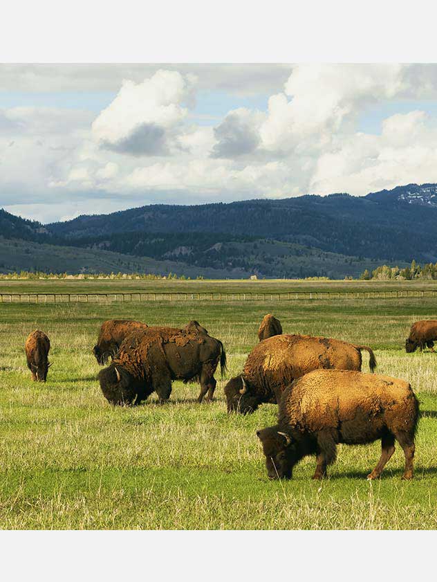 bison roaming an open plain