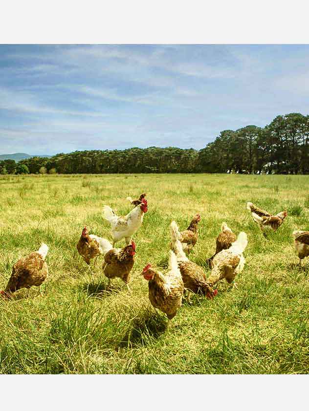 Chickens in a field