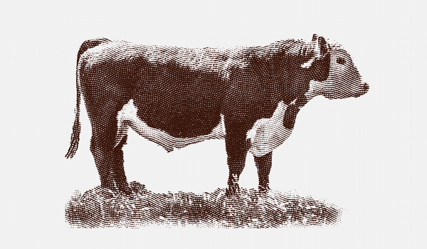Line art illustration of a bull
