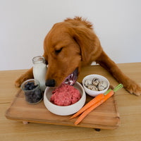 dog eating beef pet burger