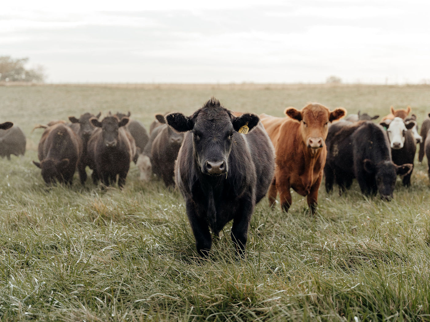 Cows On Missouri Grasslands