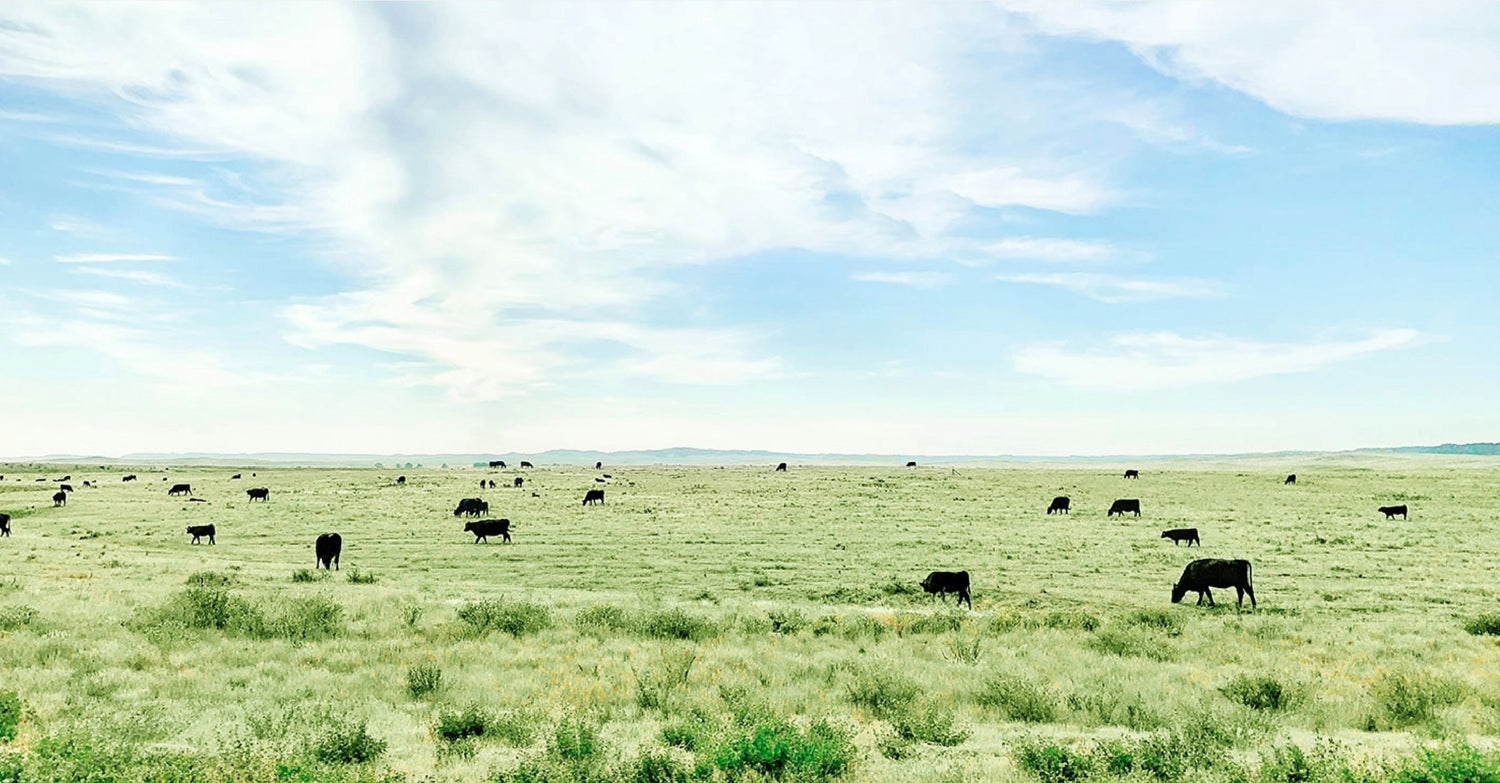 Cattle grazing on lush grass on the American Great Plains