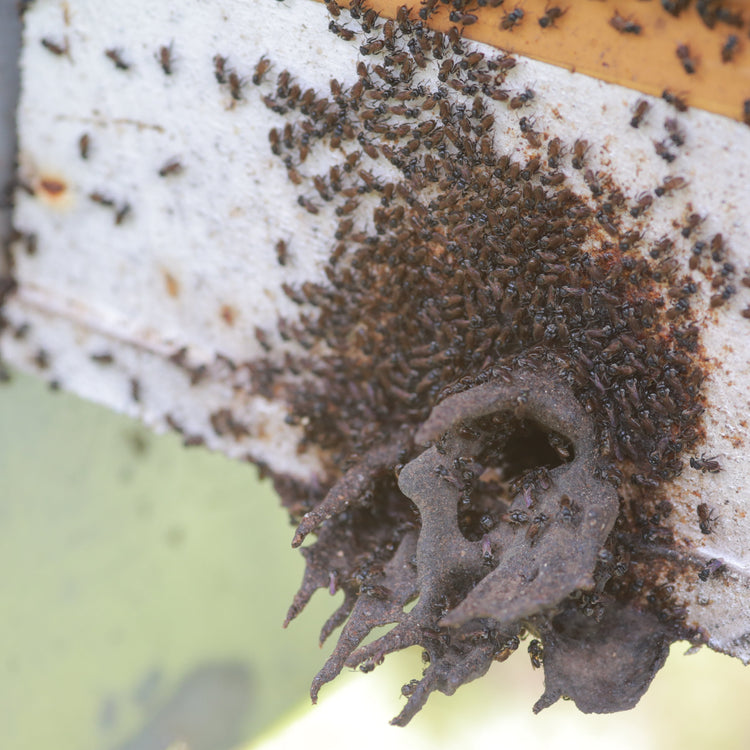 kiwot bees in hive