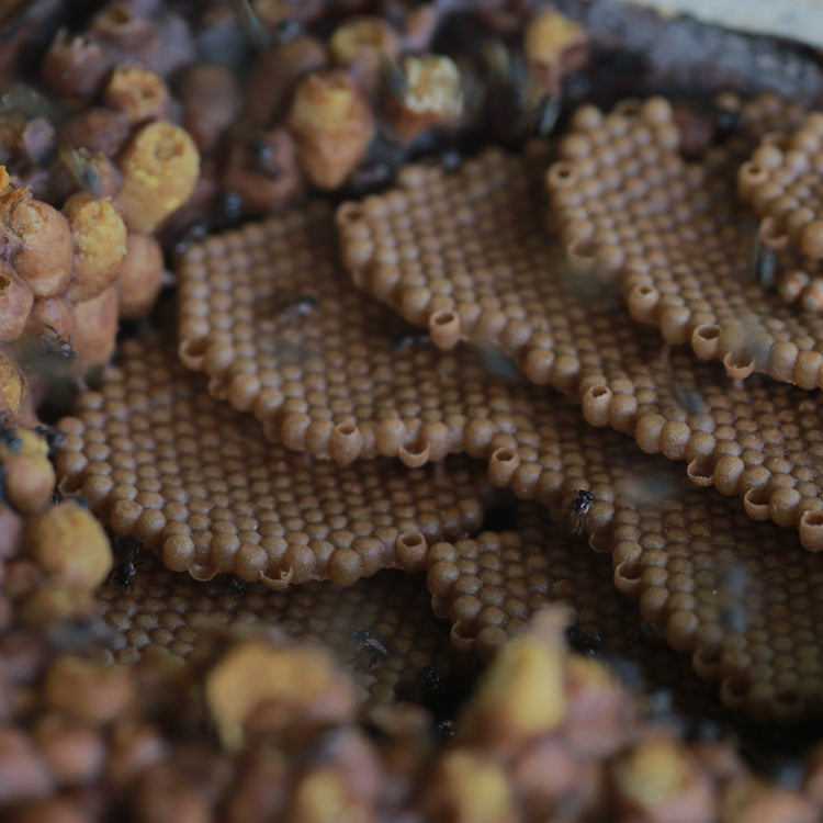 kiwot honey bee hive with honey combs