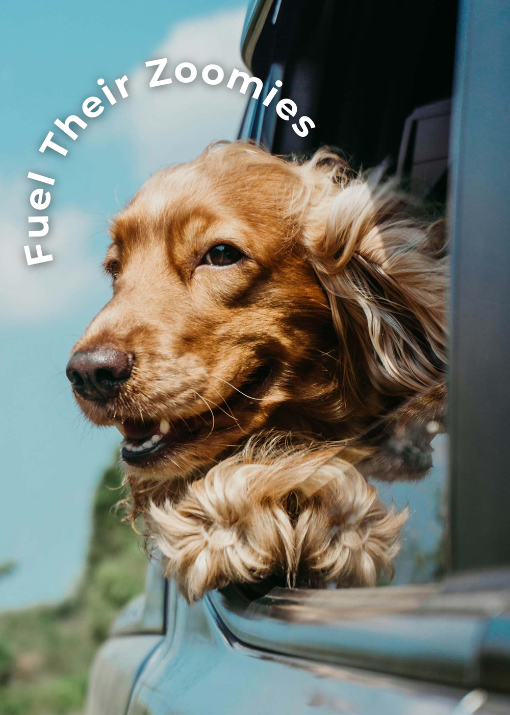 Happy dog in car window