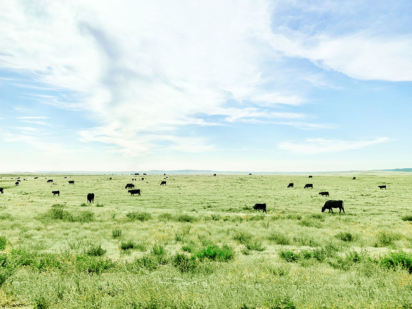 Cattle grazing on lush grass on the American Great Plains