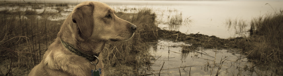 yellow lab near pond, raw pet food